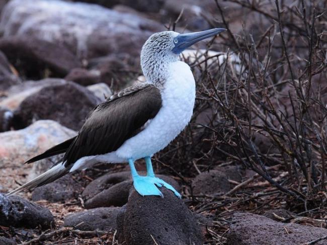 Blue footed booby