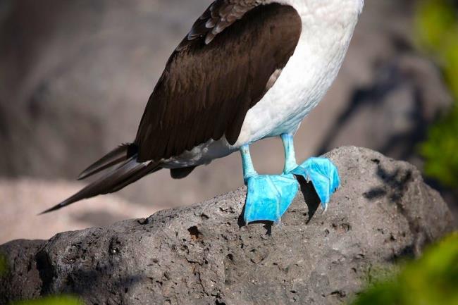 close up of blue footed booby's feet