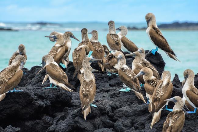 Blue footed boobies on a rock, Isabela island, Ecuador