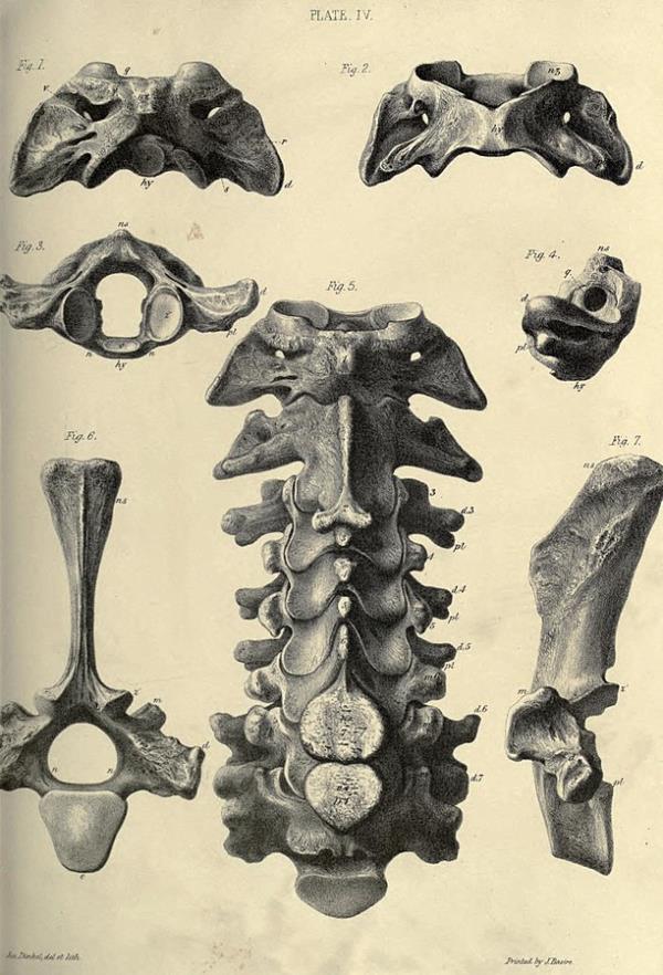 骨头垂饰显示人类在25000年前生活在南美洲