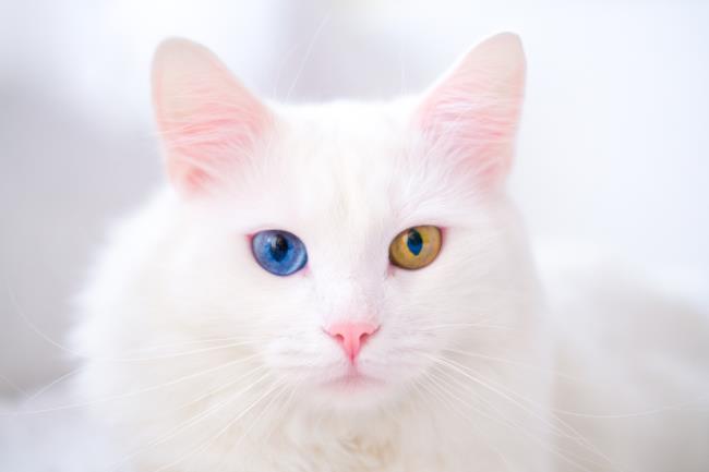 Turkish Van