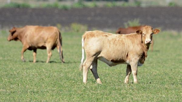 Australia cattle cows