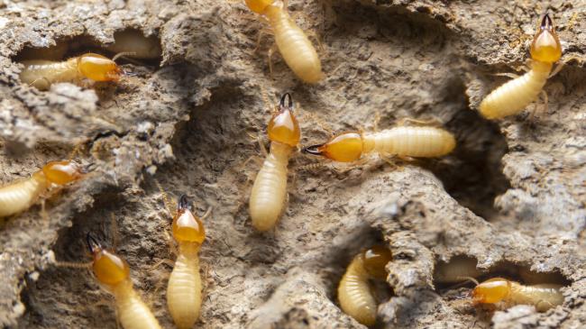 15-facts-a<em></em>bout-termites