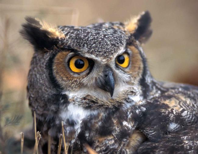 13-facts-a<em></em>bout-owls