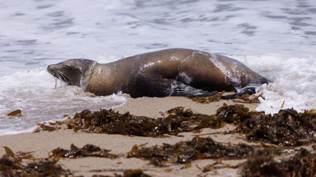 12-facts-a<em></em>bout-sea-lions