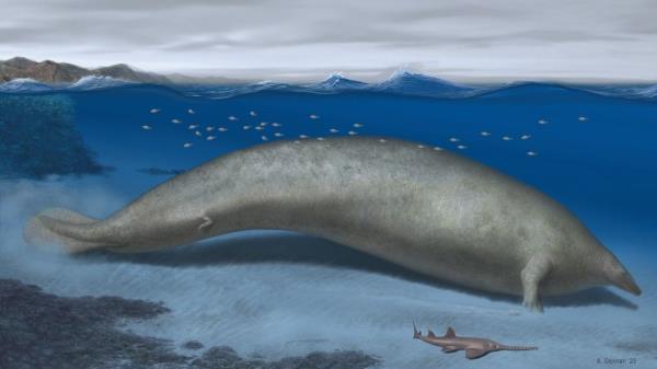 这种已经灭绝的巨大鲸鱼是有史以来最重的动物
