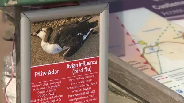 Bird flu is currently thought to be the most likely pandemic threat. The RSPB says at least 30,000 seabirds have died around the UK this summer as a more virulent strain of the H5N1 virus has swept around the world.
