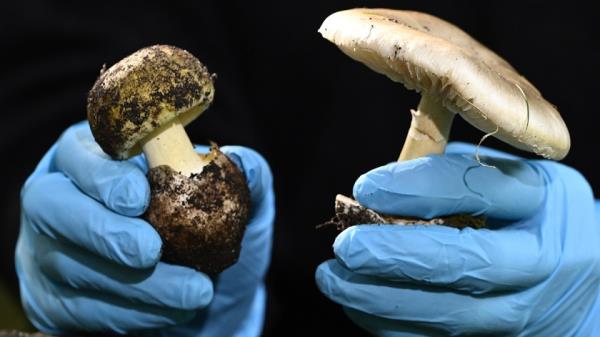 Mushroom poisoning