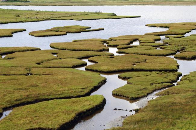 18-astounding-facts-a<em></em>bout-salt-marsh