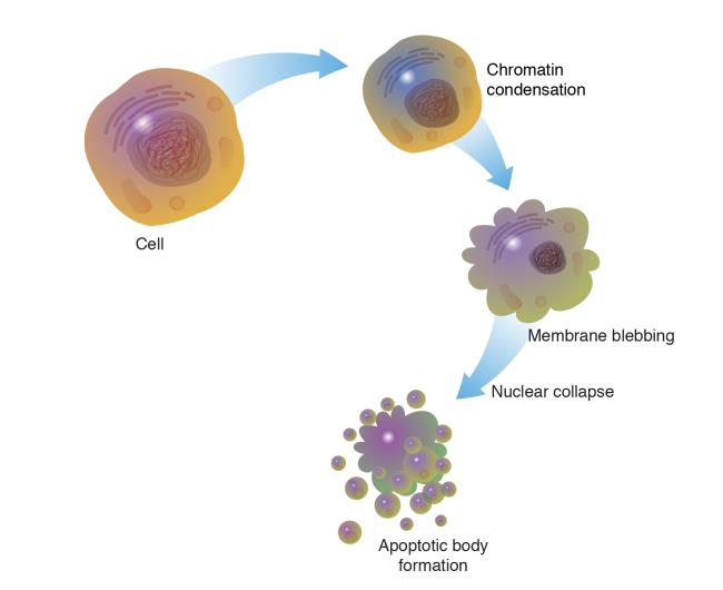 11-fascinating-facts-a<em></em>bout-apoptosis