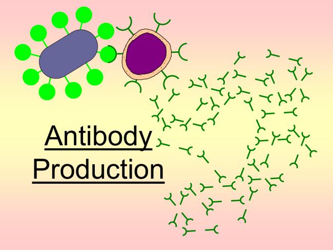 16-extraordinary-facts-a<em></em>bout-antibody-production