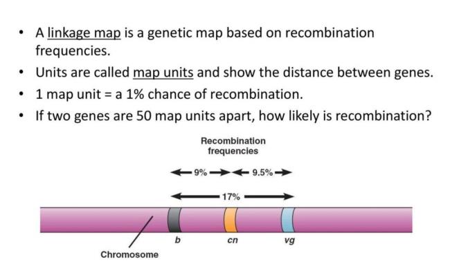 19-mind-blowing-facts-a<em></em>bout-recombination-frequency