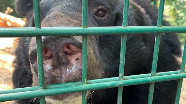 Yampil was left traumatised by the war. Pic: Five Sisters Zoo