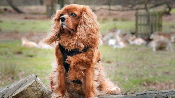 Karen Barnard&#39;s dog Ruby lived until she was 15 - pic sent by Karen Barnard