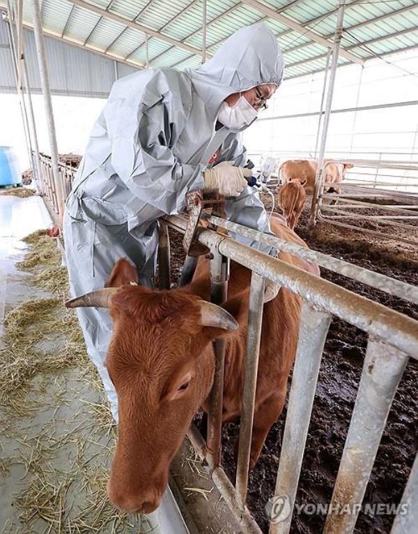 A cow is vaccinated against lumpy skin disease at a farm in Seosan, South Chungcheong Province, central South Korea, on Oct. 23, 2023, amid growing co<em></em>ncerns over the natio<em></em>nwide spread of the viral disease that affects cattle. (Yonhap)