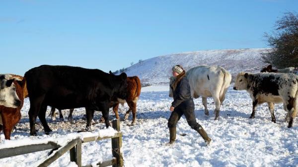 A farmer with her cattle in the snow in the North York Moors Natio<em></em>nal Park, as scattered weather warnings for snow and ice are in place across the UK as temperatures plunged below freezing overnight. The Met Office has issued yellow warnings through Saturday morning for the northern coast and southwest of Scotland, as well as southwest and the eastern coast of England. Picture date: Saturday December 2, 2023.