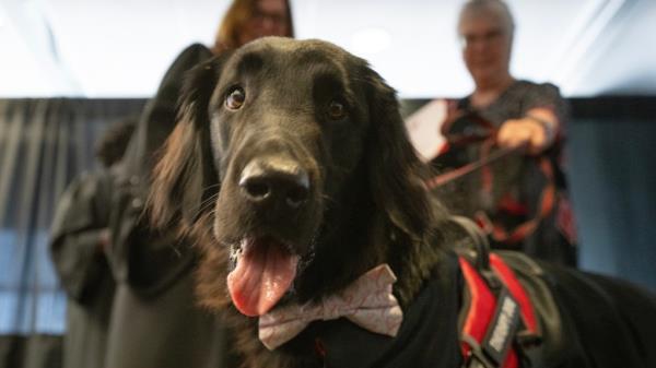 卡尔顿大学:治疗犬在特殊的毕业典礼上获得了阳光