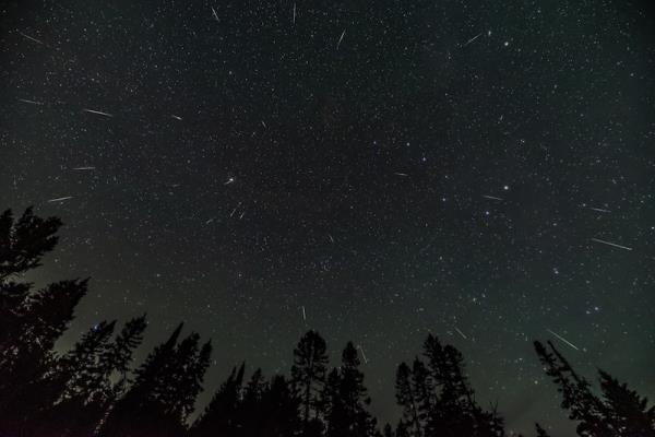 Starry sky with dozens of thin radial streaks above silhouetted evergreen trees.