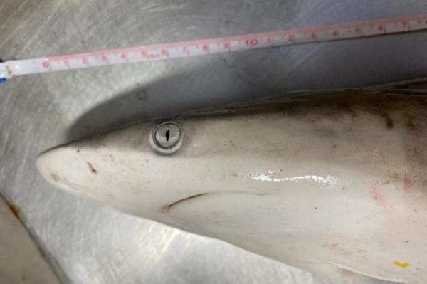 A Brazilian Sharpnose Shark (Rhizoprio<em></em>nodon Lalandii) is being analysed at a laboratory in Rio de Janeiro, Brazil, in this handout picture made available on July 23, 2024. Oswaldo Cruz Foundation (Fiocruz)/Handout via REUTERS THIS IMAGE HAS BEEN SUPPLIED BY A THIRD PARTY NO RESALES. NO ARCHIVES MANDATORY CREDIT