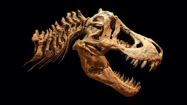 新的研究表明，霸王龙可能比化石显示的要大70%