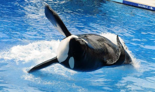 37-facts-a<em></em>bout-tilikum