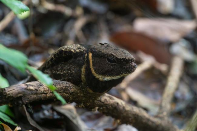 35-facts-a<em></em>bout-great-eared-nightjar