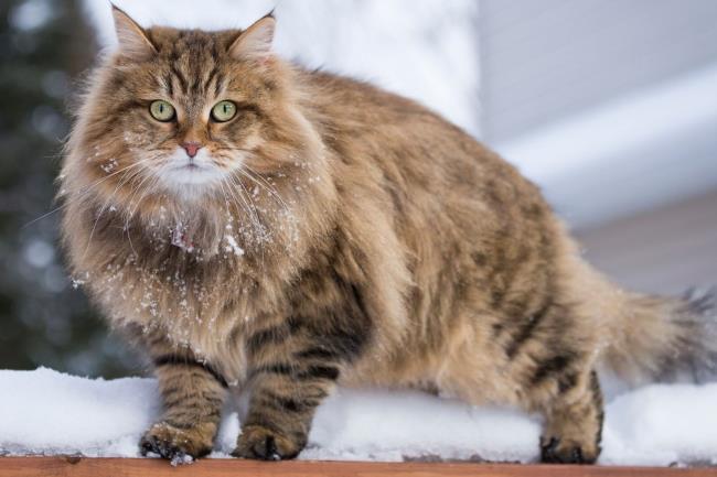 50-facts-a<em></em>bout-siberian-cat