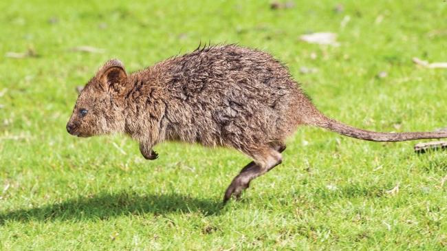 35-facts-a<em></em>bout-quokka