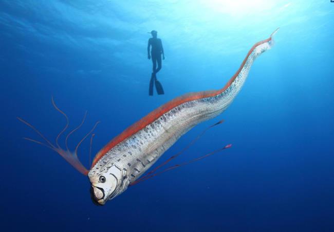 35-facts-a<em></em>bout-oarfish