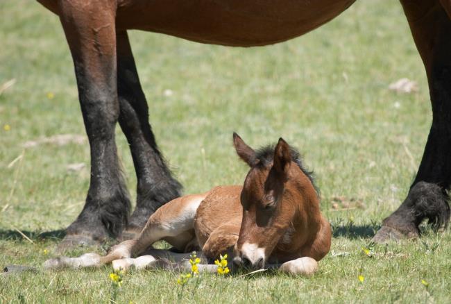 40-facts-a<em></em>bout-lavender-foal-syndrome