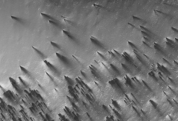 Black and white image of many long dark fan-like shapes on lighter terrain.