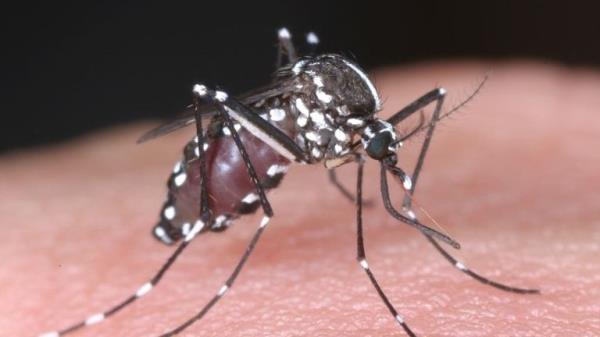 An Asian tiger mosquito. Pic: AP/Natio<em></em>nal Institute of Infectious Diseases