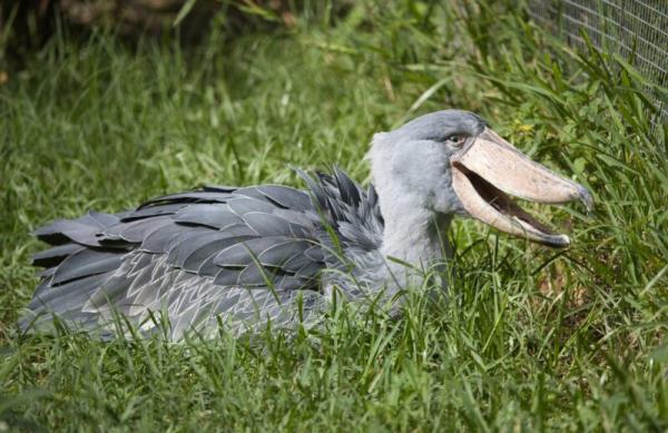 Shoebill stork: Gray bird lying on grass. It has a huge beak that occupies most of the head.