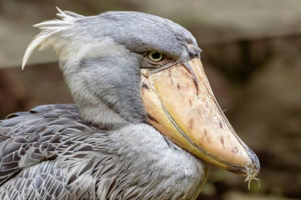 Gray bird with a crest at the back of the head. It has a large, light brown beak.