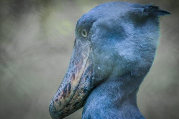 Head of a big bird. It has blue plumage, yellow eyes and a crest at the back of the head.