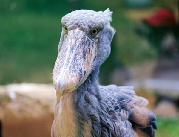 Closeup of a bird with many to<em></em>nes of gray and blue on its plumage and beak.