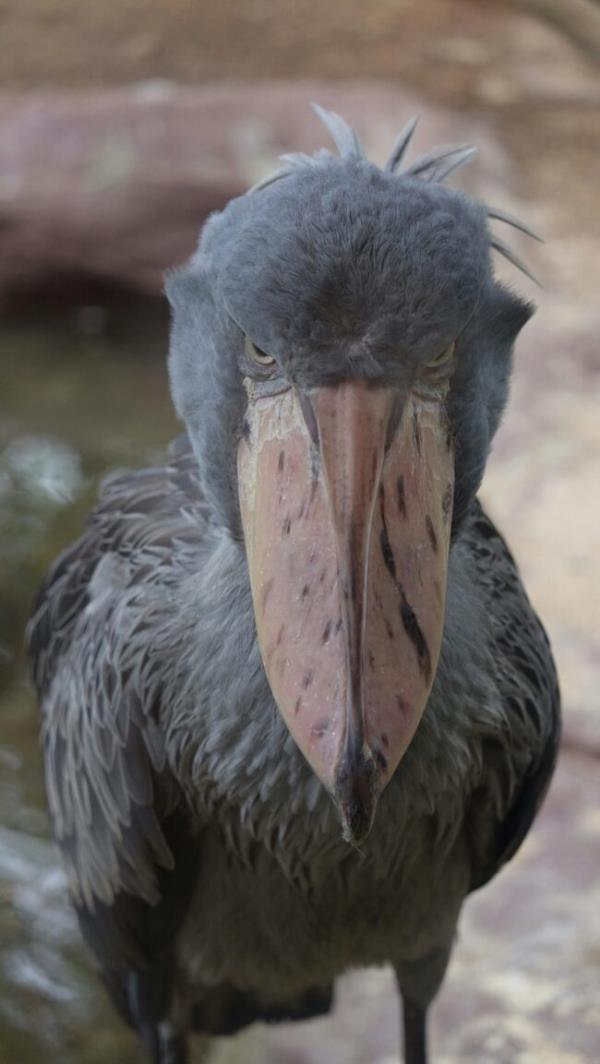 Gray bird with a huge beak looking at the camera with an intense look.