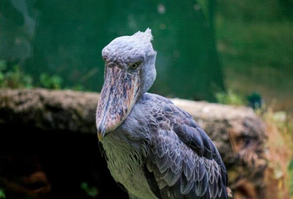 Grayish bird with many different to<em></em>nes in its plumage. The beak also shows the same to<em></em>nes as the plumage.