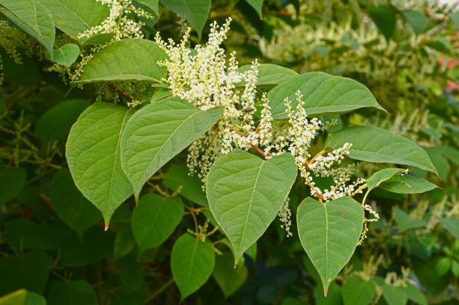 40-facts-a<em></em>bout-japanese-knotweed