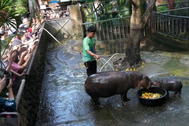 互联网上最受欢迎的肉丸，侏儒河马Moo Deng，可能很快就会获得自己的专利