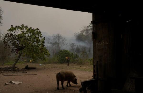 A pig walks near the smoke rising from a wildfire in the Chiquitania forest near Concepcion, Bolivia, Friday, Sept. 13, 2024. (AP Photo/Juan Karita)