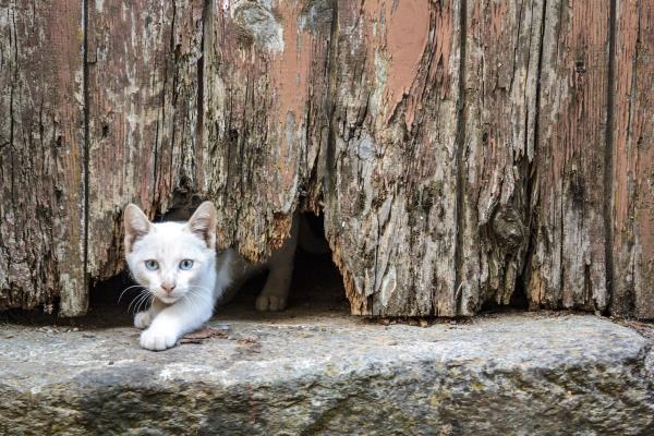 猫是如何挤过狭小空间的?