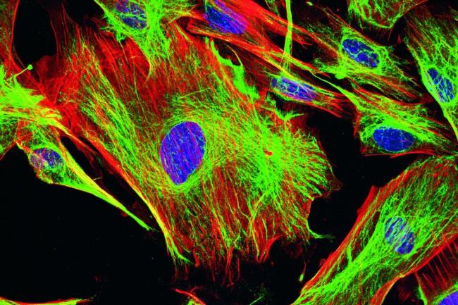 30-facts-a<em></em>bout-fluorescence