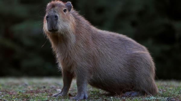 Capybaras are the largest living rodents. File pic: Reuters