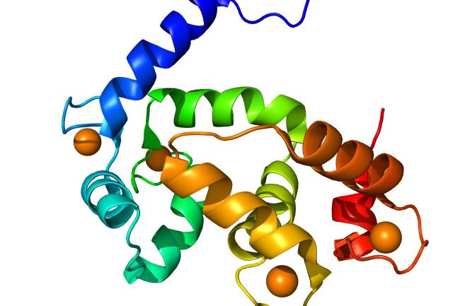 40-facts-a<em></em>bout-calmodulin