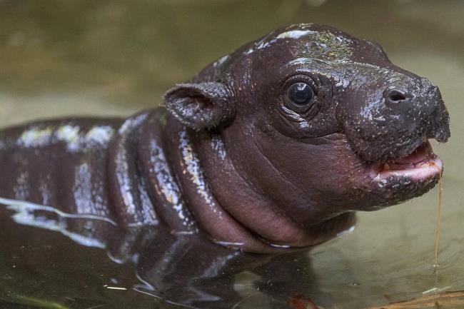 40-facts-a<em></em>bout-pygmy-hippopotamus