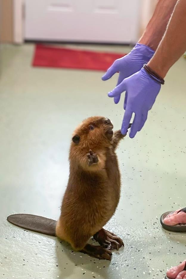 A baby beaver stands up on its hind legs to touch the gloved hands of a worker at a rescue center.