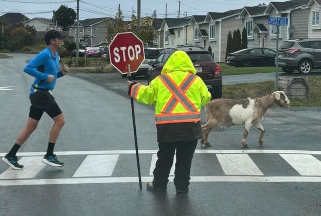 A goat running across a street, a crossing guard holds up traffic. There is another runner behind the goat.