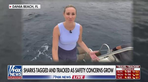 'Fox News Live' gets up close and perso<em></em>nal with sharks as safety co<em></em>ncerns grown