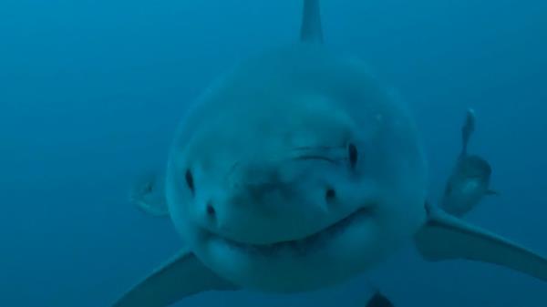 Great white shark approaching underwater camera